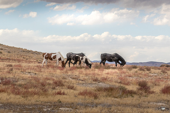 UtahPhotography-254