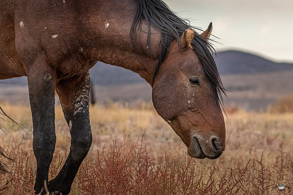 UtahPhotography-26