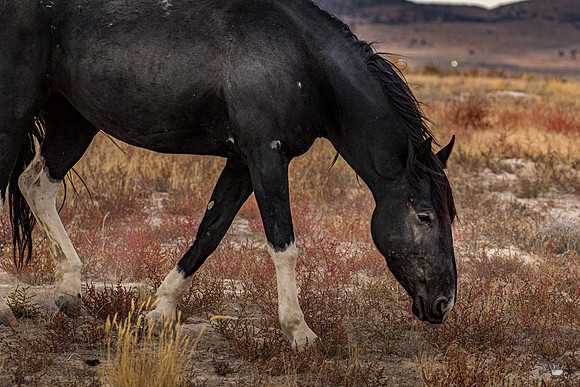 UtahPhotography-31