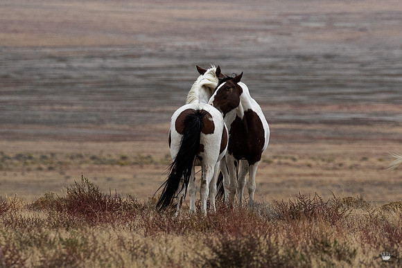 UtahPhotography-35