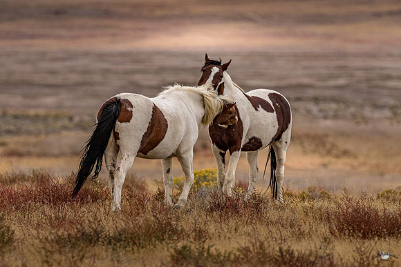 UtahPhotography-36
