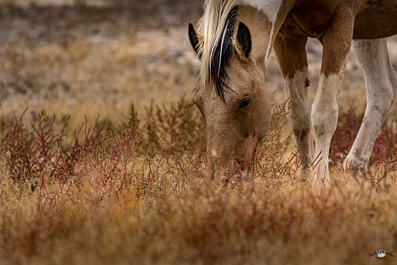 UtahPhotography-37