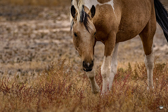 UtahPhotography-38