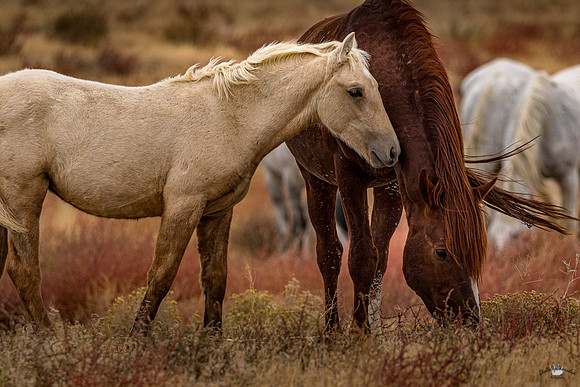 UtahPhotography-40
