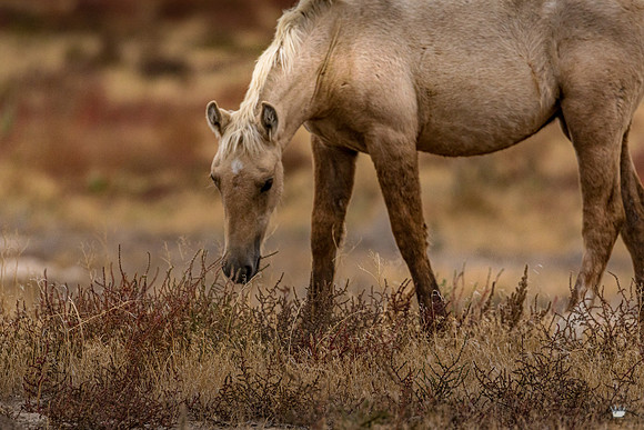UtahPhotography-41