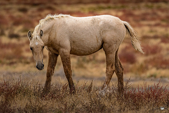 UtahPhotography-42