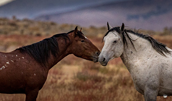 UtahPhotography-46
