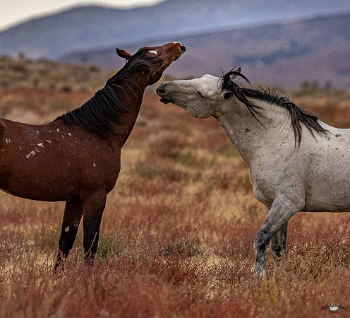 UtahPhotography-45