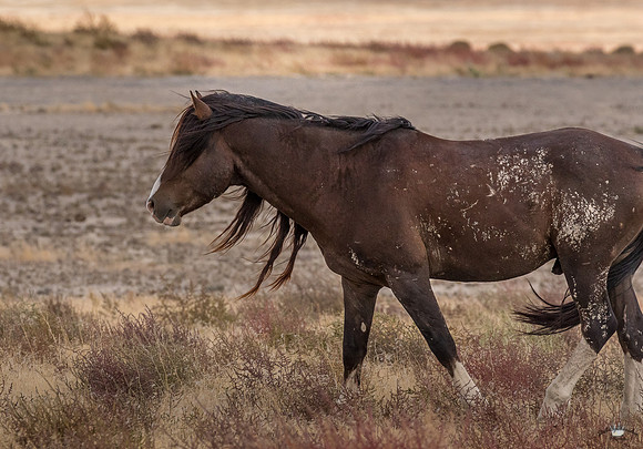 UtahPhotography-5