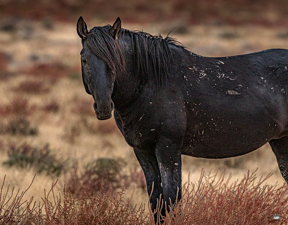 UtahPhotography-51
