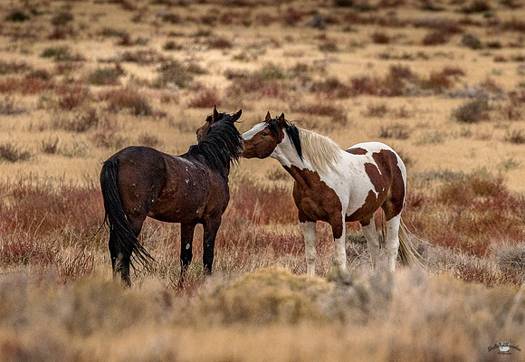 UtahPhotography-53