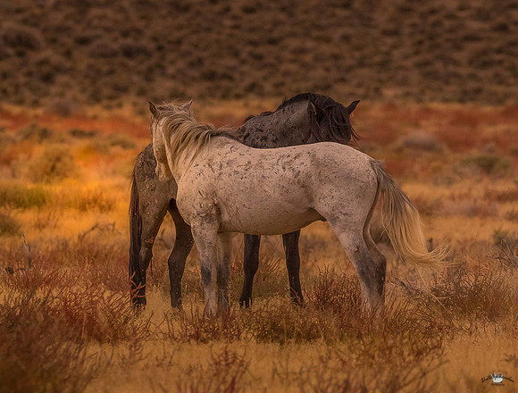 UtahPhotography-61