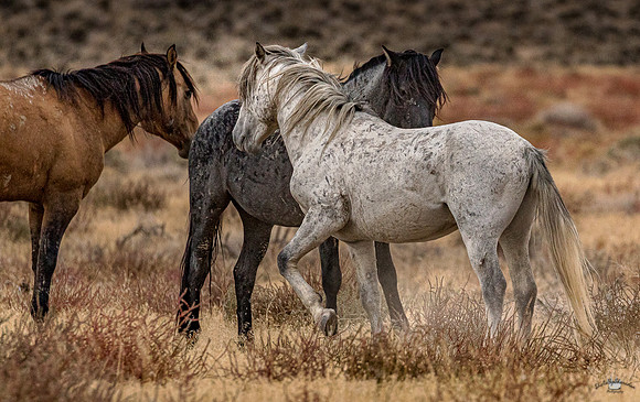 UtahPhotography-62