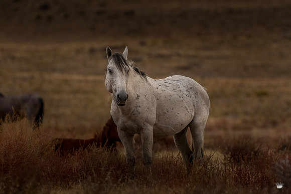 UtahPhotography-63