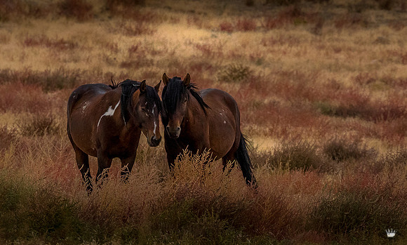 UtahPhotography-7