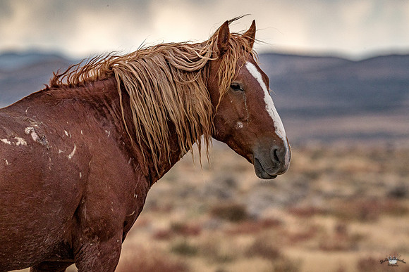 UtahPhotography-65