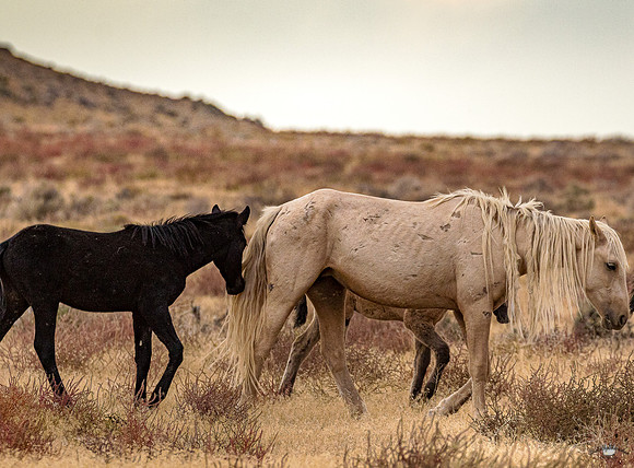 UtahPhotography-68
