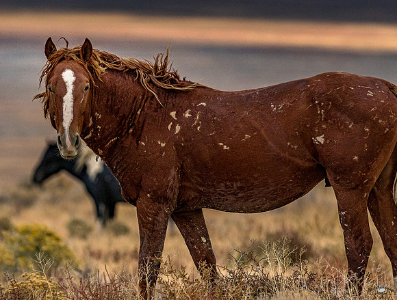 UtahPhotography-71