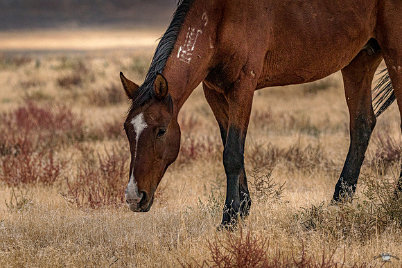 UtahPhotography-69