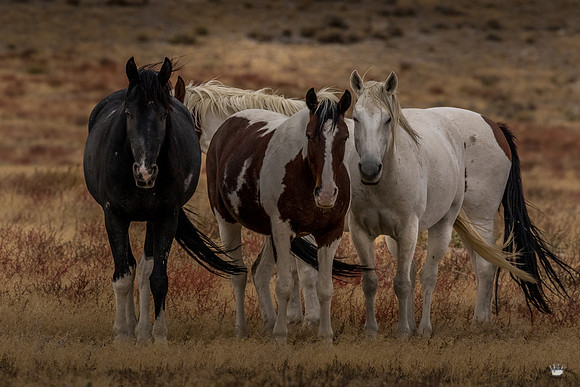 UtahPhotography-8