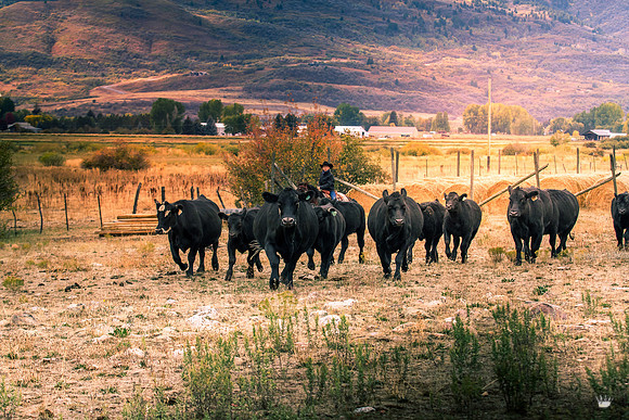 UtahPhotography-133