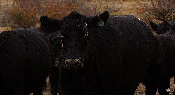 UtahPhotography-141