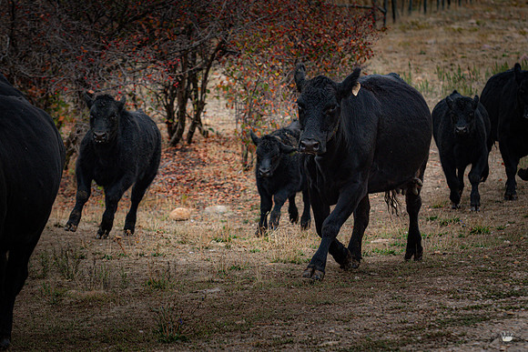 UtahPhotography-137