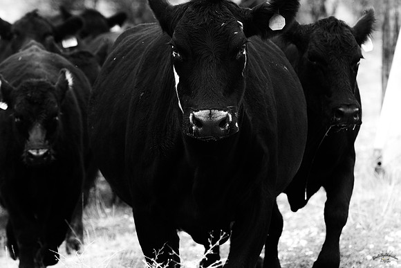 UtahPhotography-143