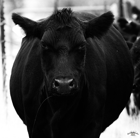 UtahPhotography-144