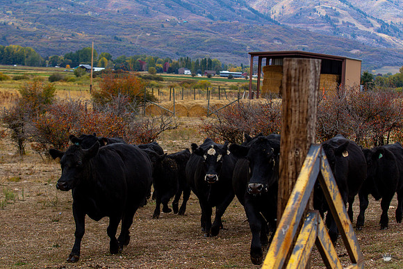 UtahPhotography-139