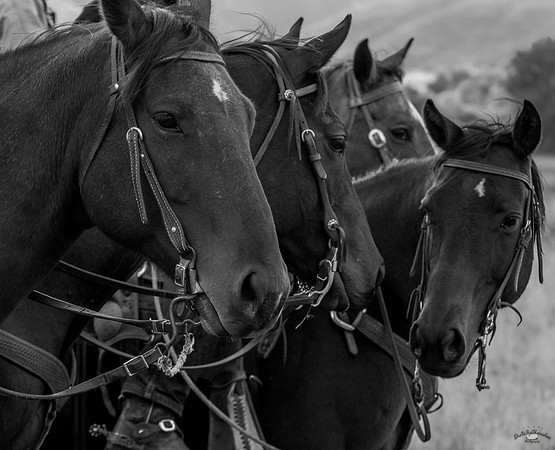 UtahPhotography-176