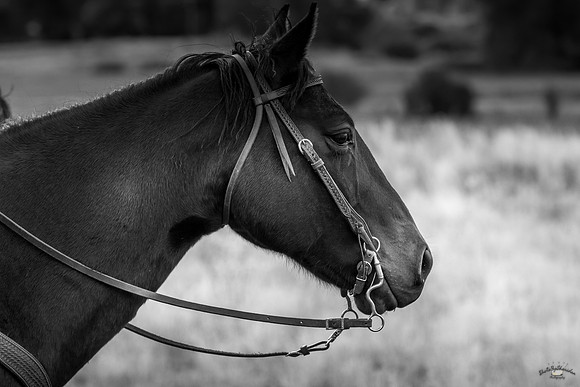 UtahPhotography-179