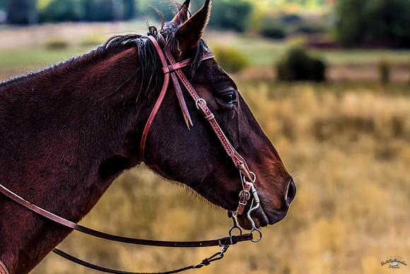 UtahPhotography-178