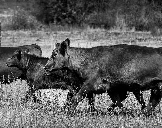 UtahPhotography-202