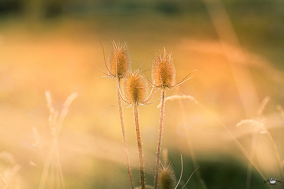 UtahPhotography-211