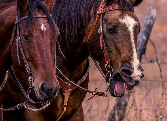 UtahPhotography-212