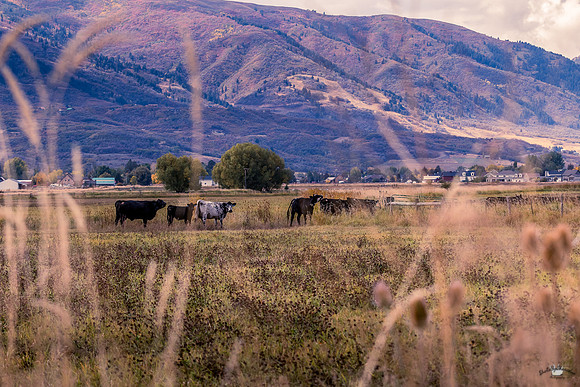 UtahPhotography-209