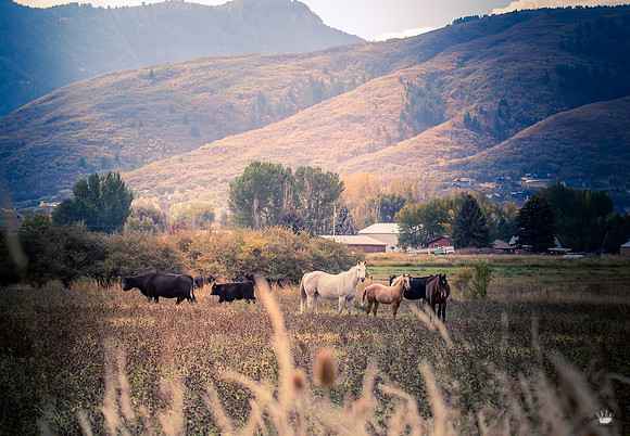UtahPhotography-215