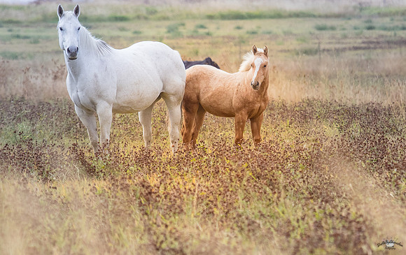 UtahPhotography-217