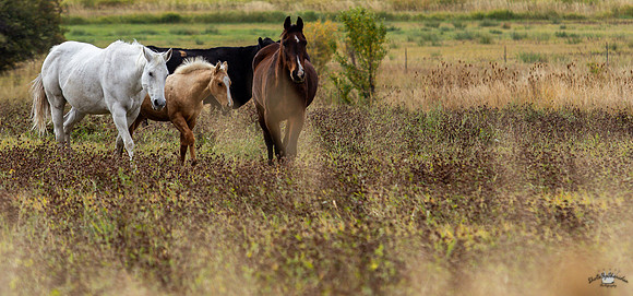 UtahPhotography-216