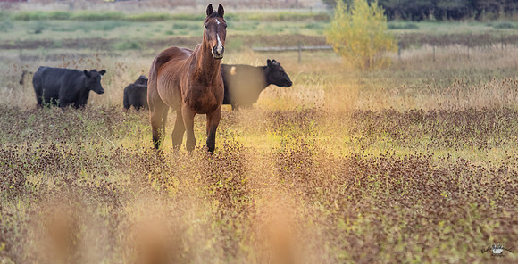 UtahPhotography-218