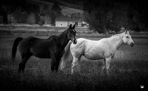 UtahPhotography-222