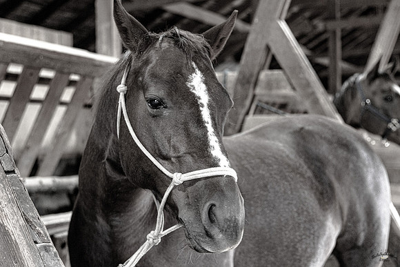 UtahPhotography-4