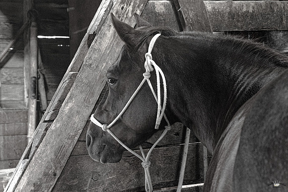 UtahPhotography-7