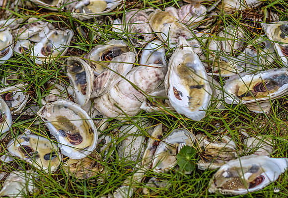 sdkshacklefordbanks-37