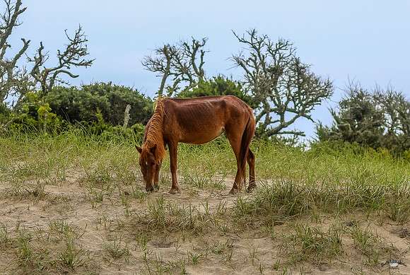sdkshacklefordbanks-10