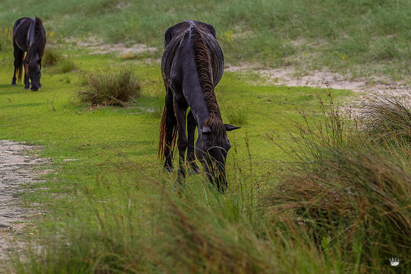 sdkshacklefordbanks-40