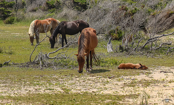 sdkshacklefordbanks-76