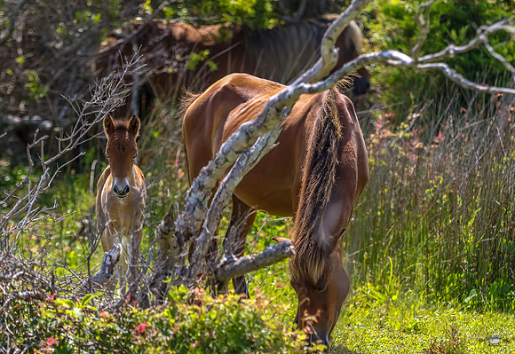 sdkshacklefordbanks-122