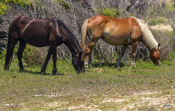 sdkshacklefordbanks-52